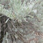 Artemisia tridentata ഇല