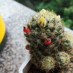 Mammillaria prolifera Листок