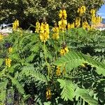 Senna didymobotrya Blüte