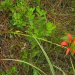 Lilium catesbaei অভ্যাস