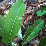 Psychotria brachylaena Feuille