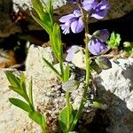 Polygala alpestris Blatt