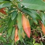Persea indica Leaf