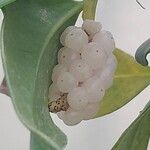 Anthurium scandens Fruto