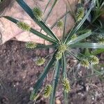 Cyperus alopecuroides Blad