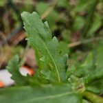 Leucanthemum ircutianum List