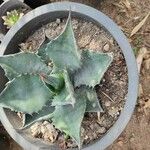 Agave parrasanaপাতা