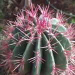 Ferocactus pilosus Flower