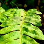 Polypodium vulgare葉