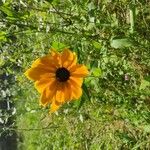 Rudbeckia hirtaFiore