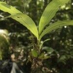Paphinia cristata Tervik taim