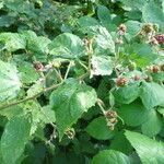Rubus adscitus Habit