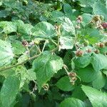 Rubus adscitus Övriga