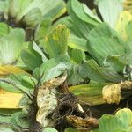 Pistia stratiotes Blatt