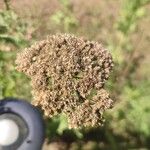 Achillea ligustica Цветок