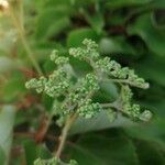 Schizophragma hydrangeoides Flower