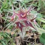 Trifolium stellatum Flower