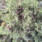 Juniperus phoeniceaLeaf