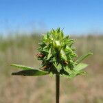 Trifolium squamosum Lorea