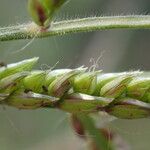 Urochloa trichopus Плод