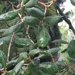 Quercus suber Leaf
