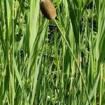 Typha minima Fruto