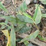 Oplismenus undulatifolius Leaf