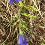 Gentiana pneumonanthe পাতা