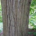 Tilia × euchlora Cortiza