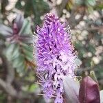 Hebe andersonii Flor