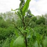 Rumex conglomeratus Floare