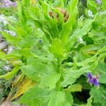 Centaurea macrocephala Leaf