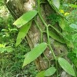 Vanilla planifolia Hoja