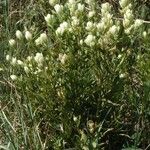 Castilleja septentrionalis Hábitos