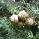 Cupressus sempervirens Fruit