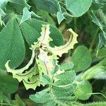 Biserrula pelecinus Fruit