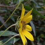 Helianthus occidentalis Květ