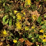 Hieracium murorum Habitus