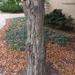 Cercidiphyllum japonicum Bark