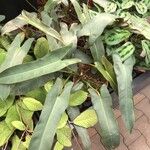 Philodendron atabapoense Blatt