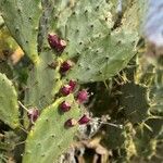 Opuntia stricta Лист