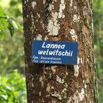 Lannea welwitschii Rinde
