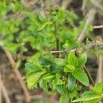 Rhamnus saxatilis Fuelha