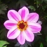 Dahlia tenuicaulis 花