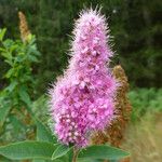 Spiraea salicifolia その他の提案