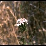 Calycadenia multiglandulosa Λουλούδι