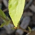 Callicarpa dichotoma Yaprak