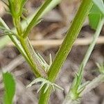 Medicago laciniata Bark