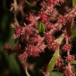 Gesnouinia arborea Flower