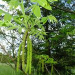 Juglans mandshurica Blad